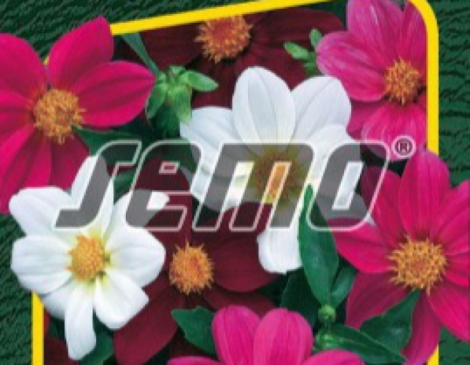 Semo Georgína nízka ´Mardi Gras´