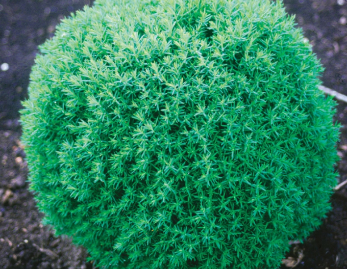 Tuja západná "TEDDY"