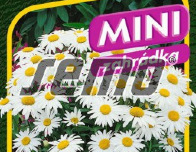 Semo Margarétka ´Silver Princess´