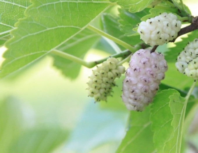 Moruša biela, kont. 5l