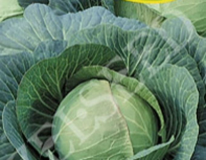 Zelseed Kapusta hlávková ´Pourovo Polopozdní´