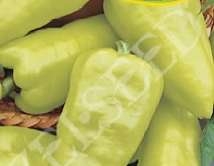 Zelseed Paprika mierne štiplavá na rýchlenie ´PCR´