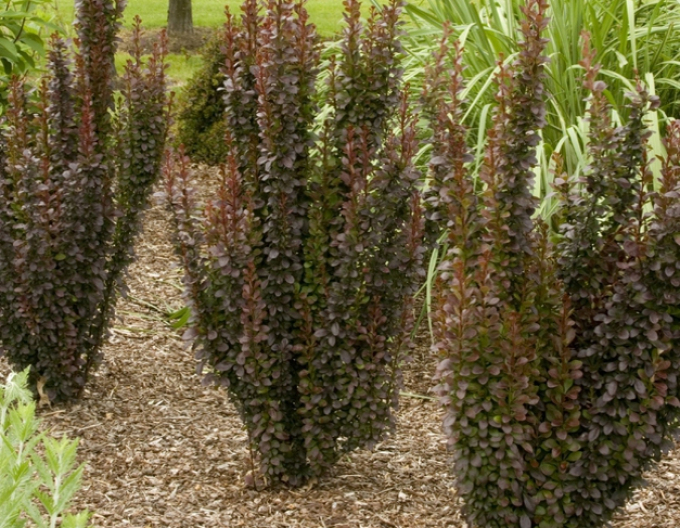 Dráč Thunbergov "Red Rocket"