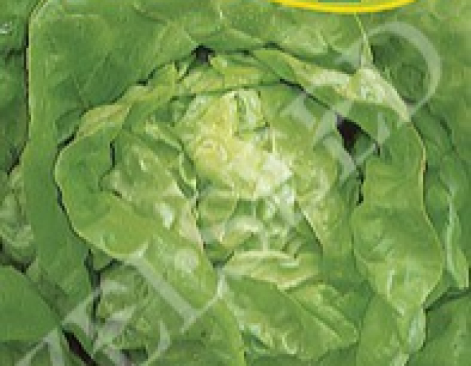 Zelseed Šalát jarný ´Král máje I.´