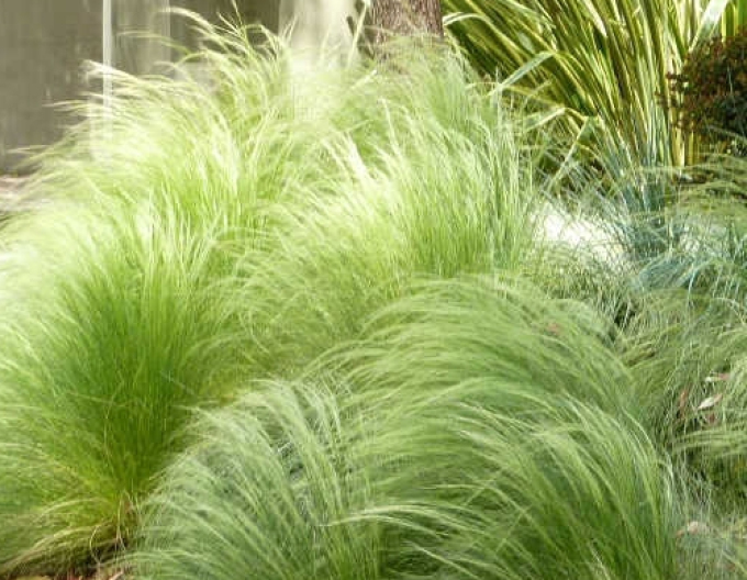 Kavyl ´Pony tails´