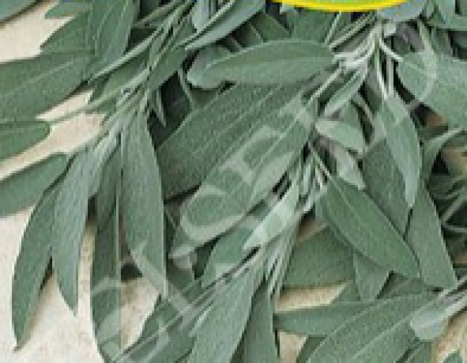 Zelseed Šalvia lekárska