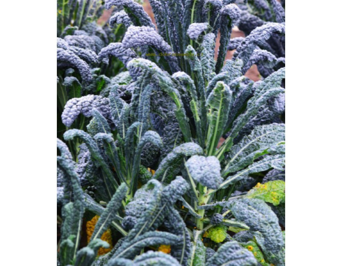 Dobrá semena Kel listový ´Nero di Toscana´