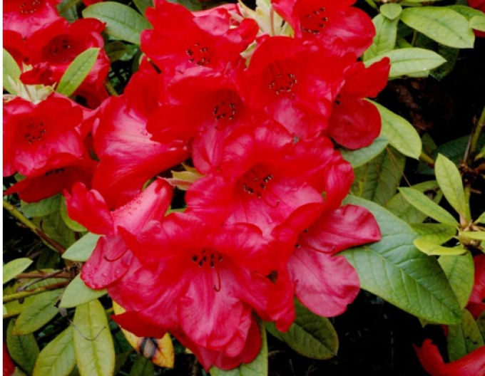 Rododendrón "Red Jack"