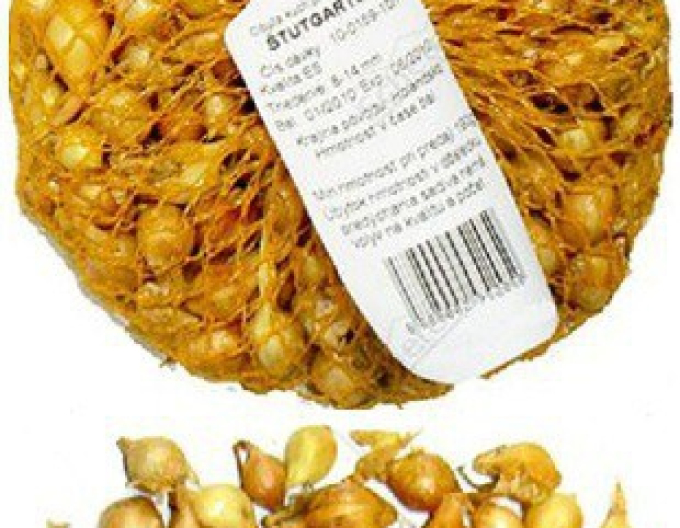 Cibuľa sadzačka ´Štutgartská´ 10/21 0,5kg