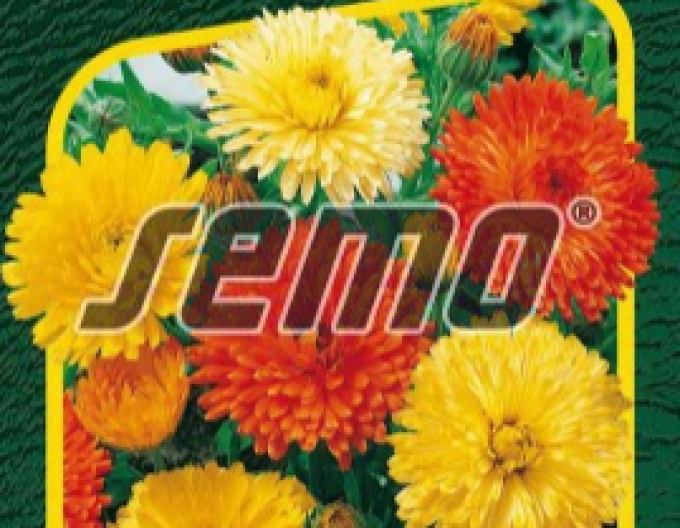 Semo Nechtík lekársky ´Pacific Beauty´