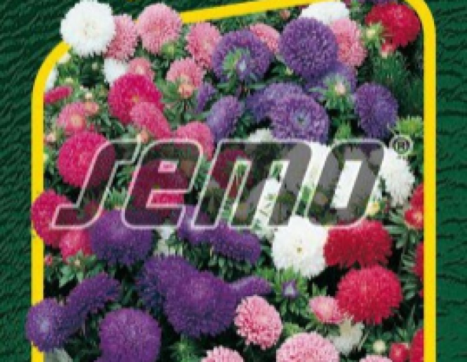 Semo  Astra čínska ´Colour Carpet Zmes´