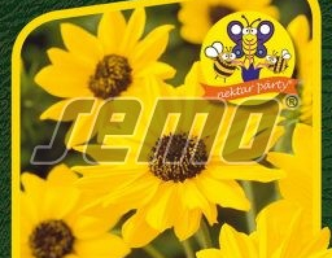 Semo Slnečnica slabá ´Sunny Babe´