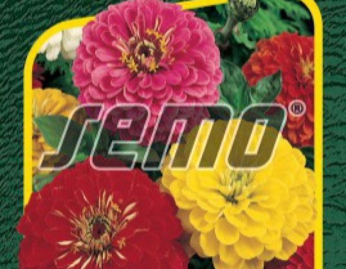 Semo Cínia ´Geant de California´