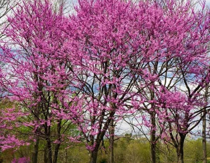 Judášovec kanadský ‘Rising Sun’ 125 - 150cm