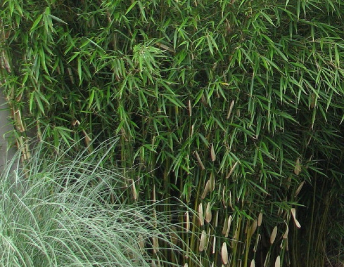 Bambus ´Fargesia Robusta Pingwu´