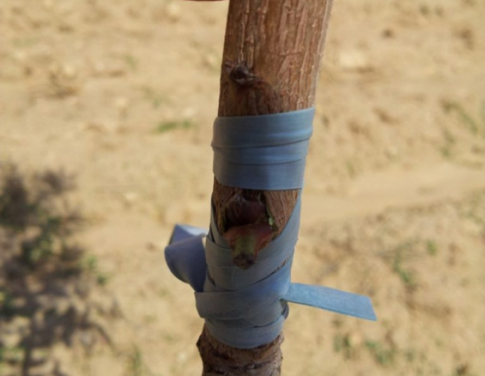 Štepárska gumička 200x6mm