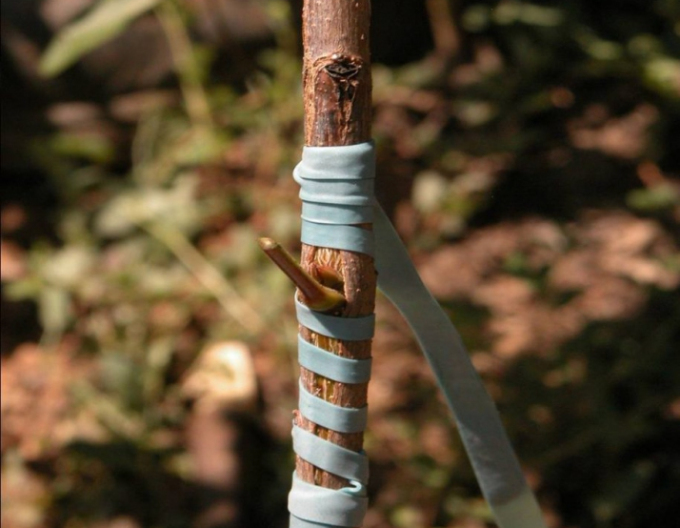 Štepárska gumička 100x3,5mm