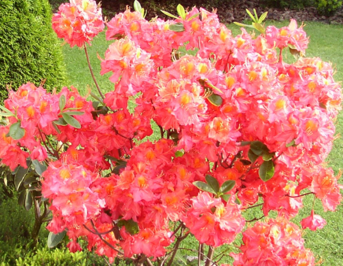 Azalka veľkokvetá ´Juanita´