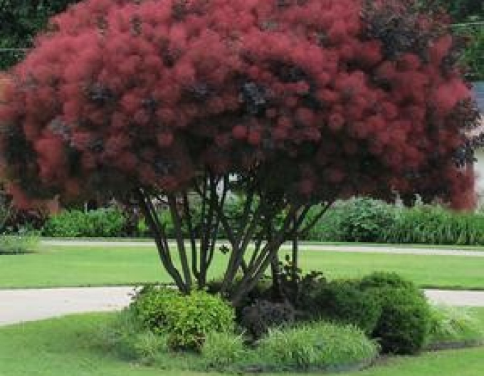 Škumpa vlasatá ´Royal Purple´ 125 - 150cm