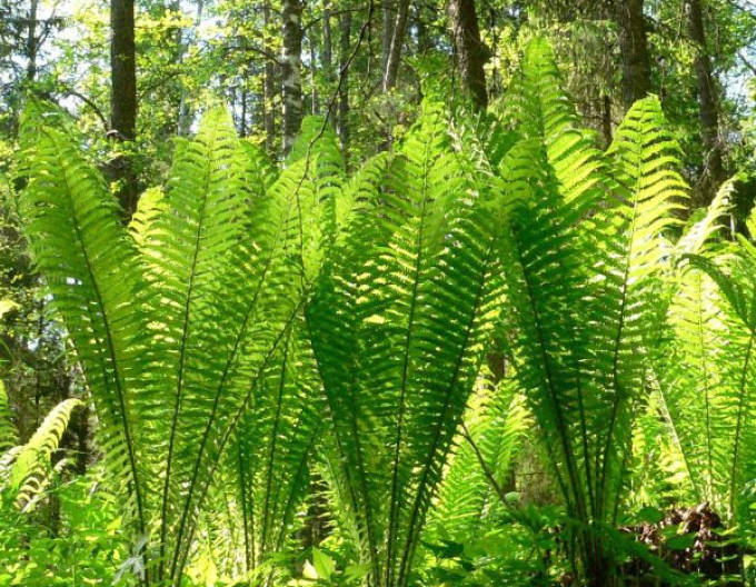 Papraď "Perovník pštrosí"