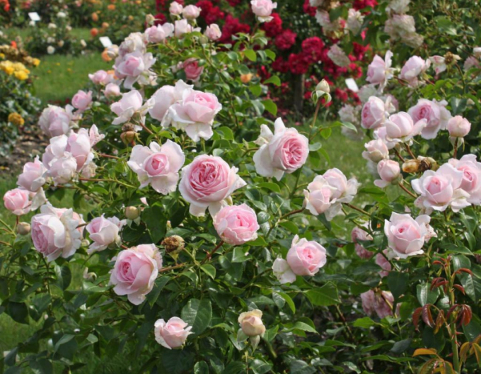 Ruža ´Wellenspiel´