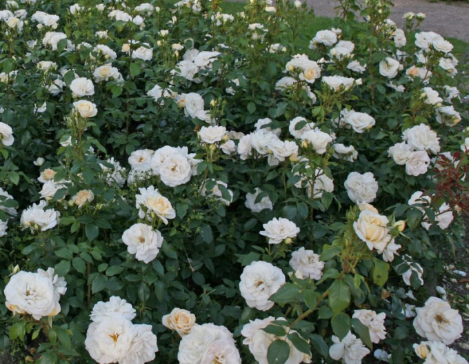 Ruža ´Lions Rose´