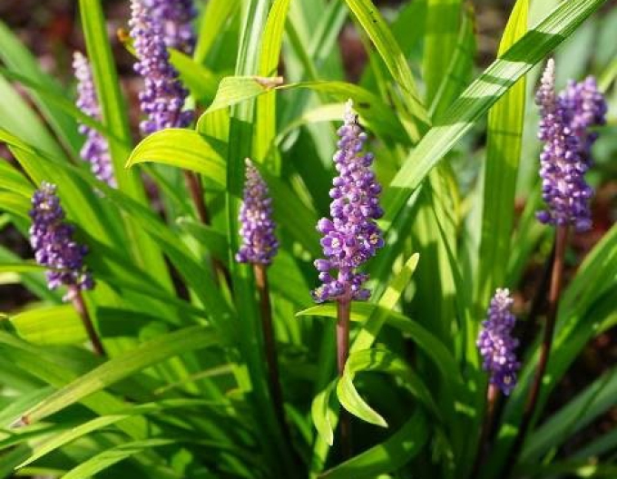 Liriopa modrincová ´Purple Passion´