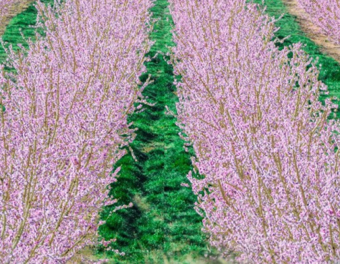 Levanduľa ´Rosea´