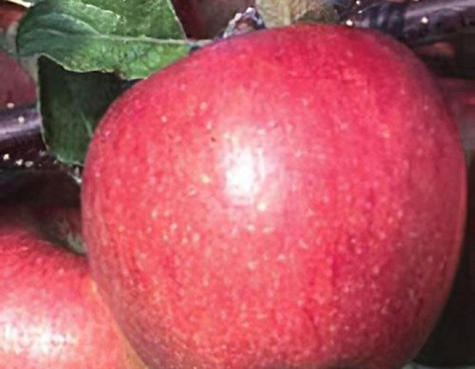 Jabloň ´Breaburn´ 5l