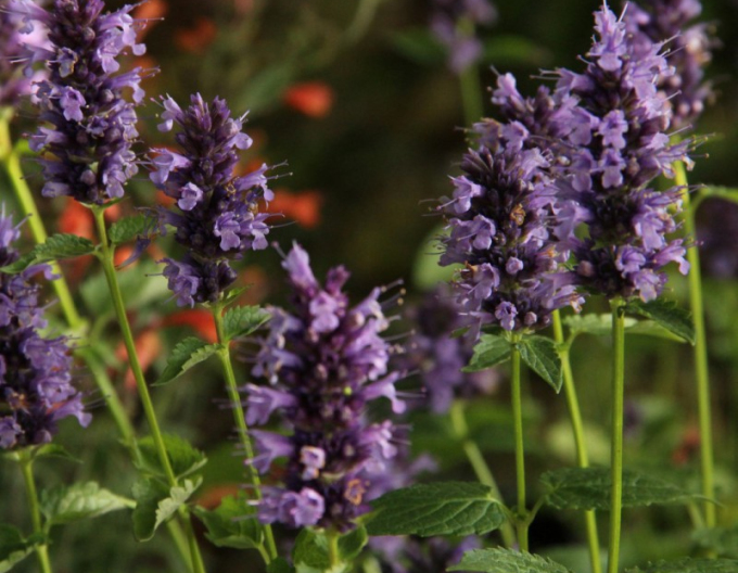 Agastache ´Black Adder´