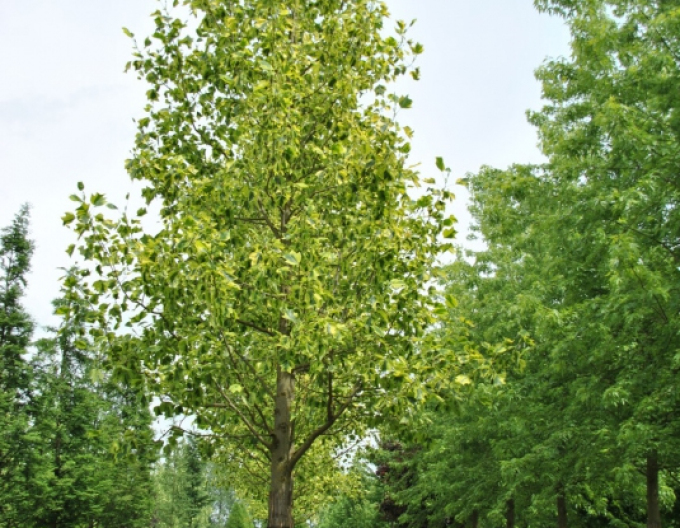 Ľaliovník tulipánokvetý  (Liriodendron tulipifera) kmienok 140cm
