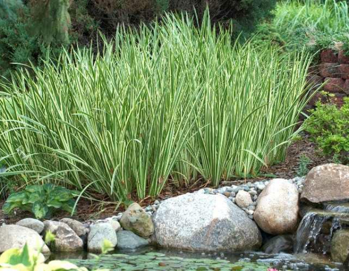 Puškvorec obyčajný ´Variegatus´