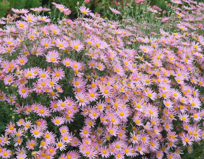 Chryzantéma ´Clara Curtis´