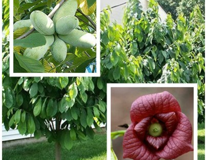 Asimina trojlaločná ´Paw Paw´ - Banán Severu