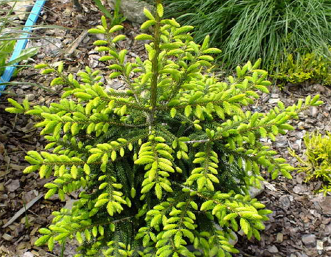 Smrek východný ´Golden Start´