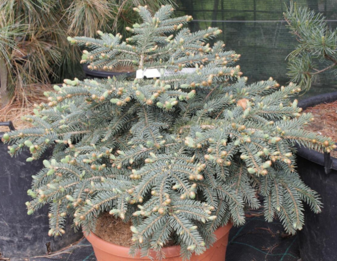 Smrek pichľavý ´Nidiformis Kalouš´