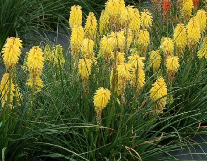 Fakľovka ’Minister Verschuur’