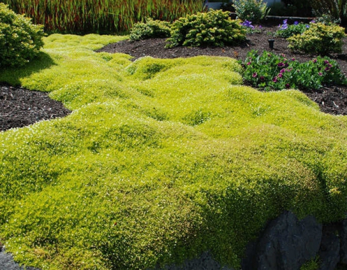 Machovička šidlovitá ´Supreme´