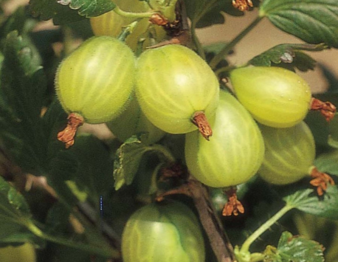 Egreš biely ´Invicta´ stromčekový, voľnok.