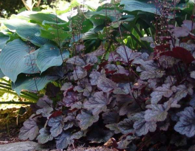Heuchera Palace Purple