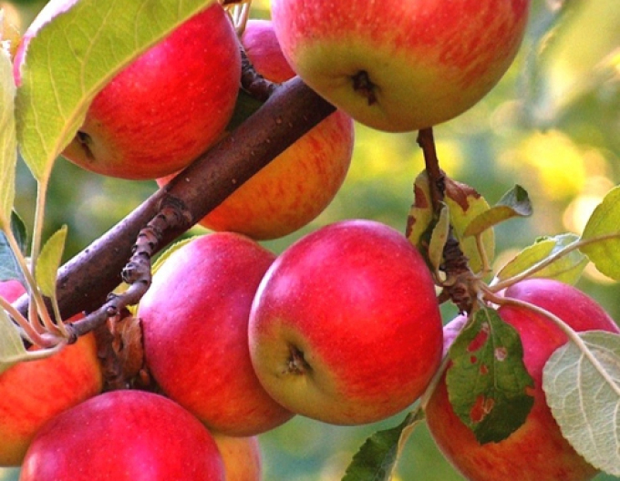 Jabloň ´Rubinola´ zimná, podpn. M9, voľnok.