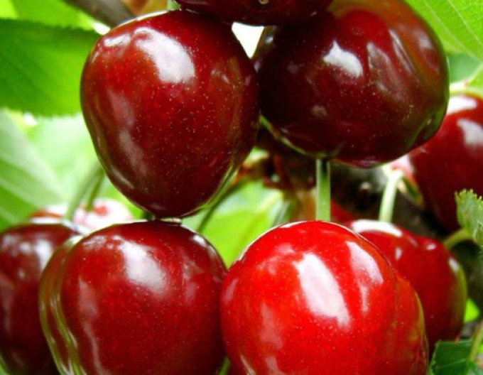 Čerešňa "Karešová" skorá, podp. Mahalebka, voľnok.