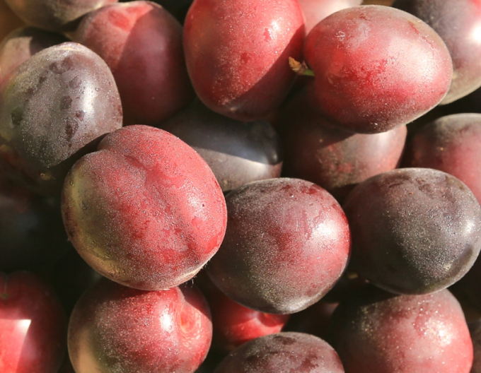 Marhuľo-slivka ´Columnare´, podp. Myrobalán, kont. 5l