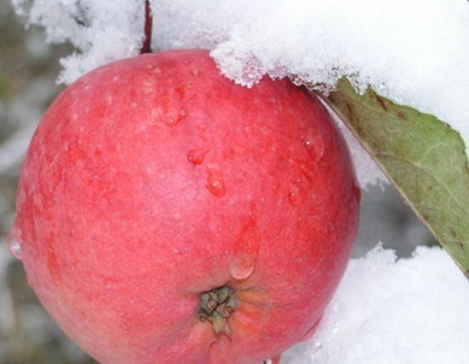Jabloň Fuji zimná, podpn. MM106, voľnok.