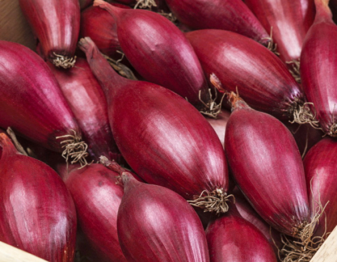 Semo Cibuľa kuchynská jarná  ´Karminka´