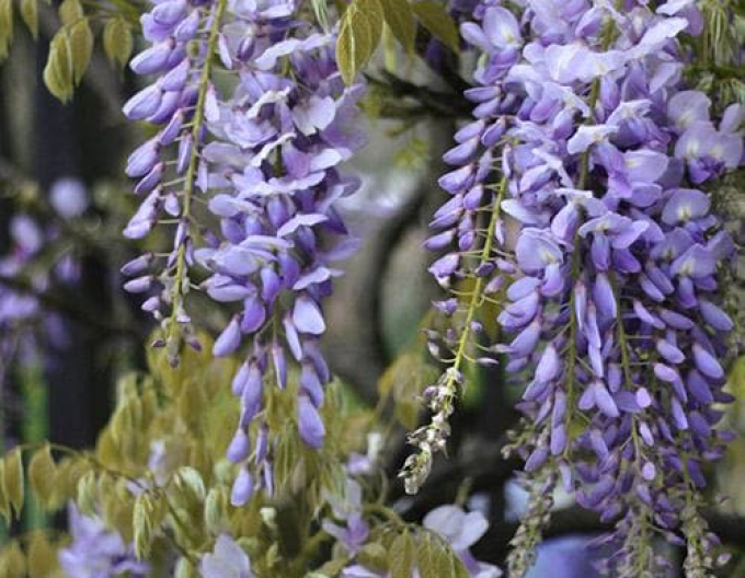 Vistéria kvetnatá ´Issai´