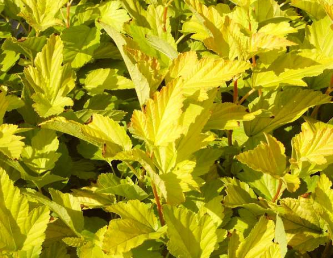 Tavoľa kalinolistá Dart´s Gold