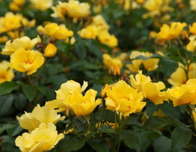 Ruža ´Lemon Fizz´