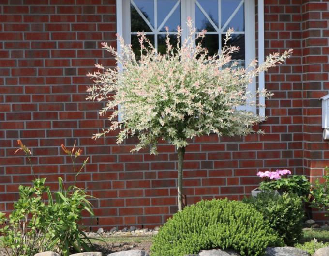 Vŕba japonská ’Hakuro-Nishiki’ na kmienku 150cm