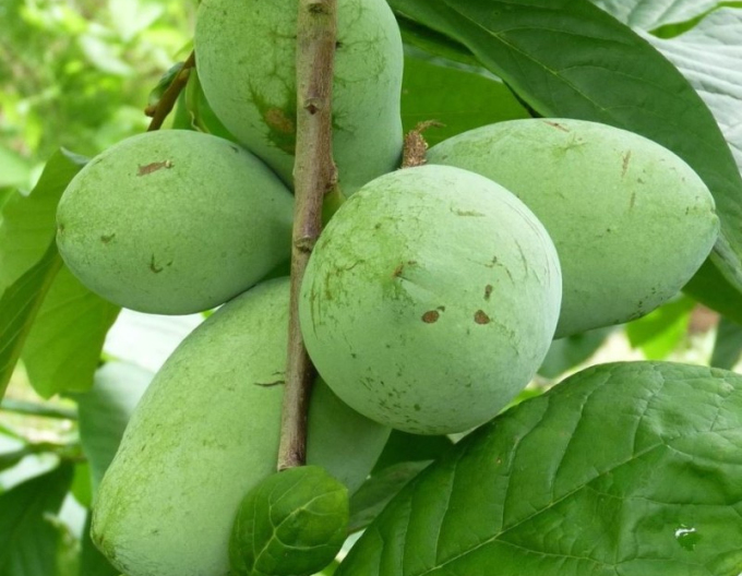 Asimina trojlaločná ´Prima 1216´ - Banán Severu